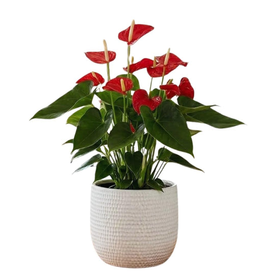 Red Anthurium Plant Live, Anthurium Flower Tree, 6'' Pot, Houseplant Live Plant for Home Decoration, No Ship to CA