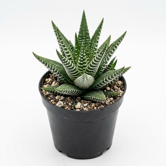Haworthia Succulent Plant, Zebra Cactus Succulent, 2" Pot, Easy Care Indoor Greenery, Unique Striped Foliage for Home and Office Décor