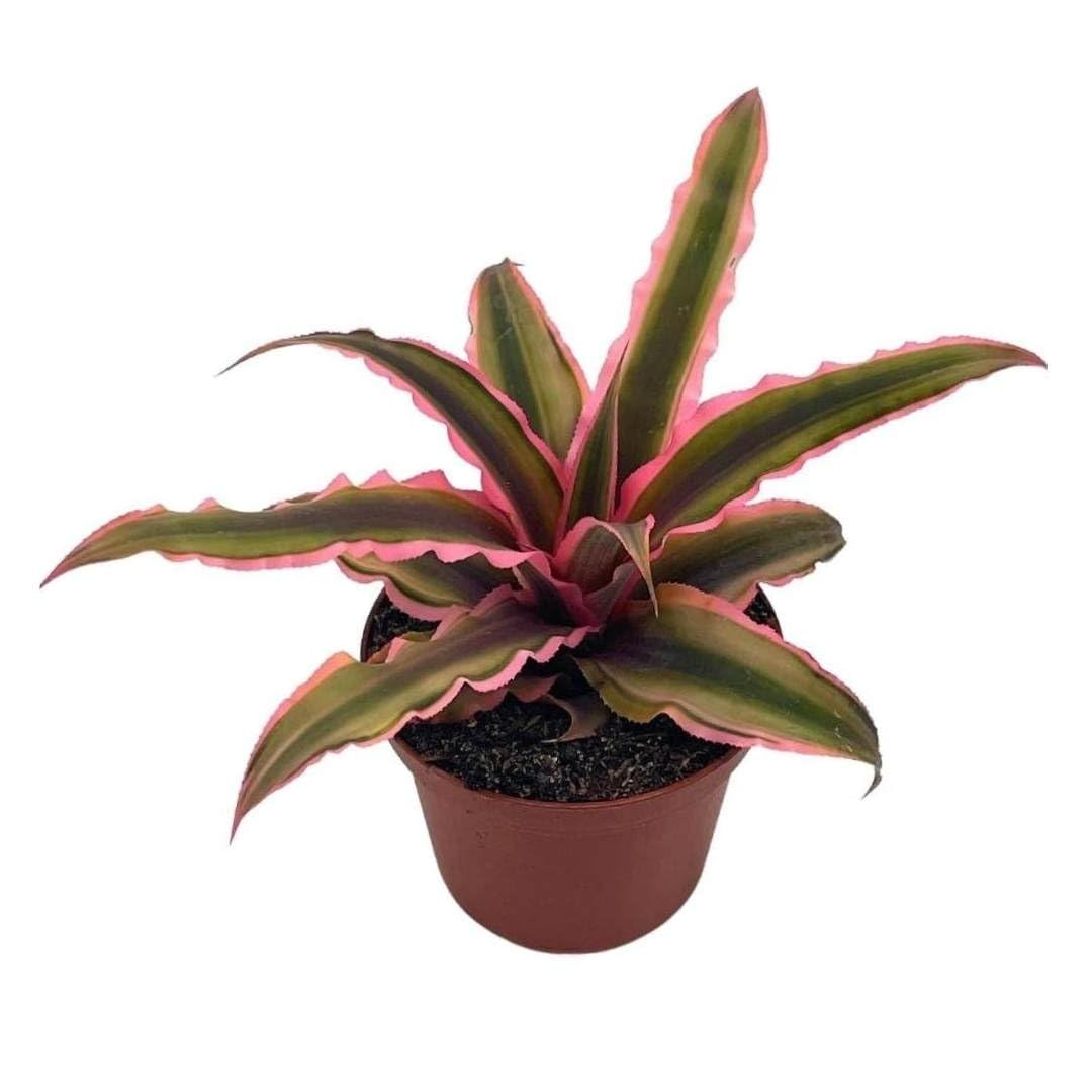 BubbleBlooms Cryptanthus Bivittatus in a 2 inch Pot Pink and Green Variegated, Earth Star Bromeliad, Tiny Mini Pixie Plant
