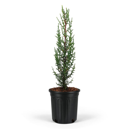 Dwarf Italian Cypress Tree – Live Mediterranean Evergreen for Landscaping, Low Maintenance, Air Purifying Outdoor Plant, Perfect for Garden Hedges and Privacy Screens (2gal Pot 3-4ft)