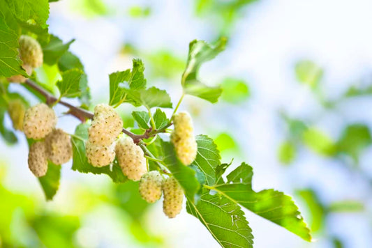 Starter Live Plants of White Mulberry Tree (Morus Alba) - Beautiful All Year Round - USDA Zones 4 to 8 (1 Plant)