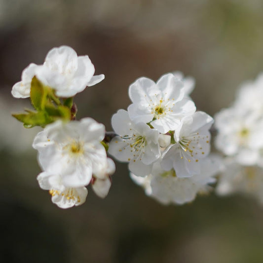Brighter Blooms - Lapins Cherry Tree, 4-5 ft. - No Shipping to AK, AZ, CA, CO, HI, ID, OR, WA