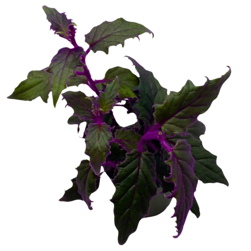 BubbleBlooms Purple Passion Velvet Plant Gynura Aurantiaca in a 4 inch Pot