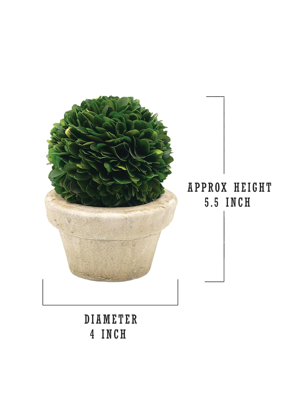 Serene Spaces Living Set of 12 Preserved Boxwood Ball with Small Pot – Boxwood in Planters, Preserved Plant for Boxwood Table Decor, Boxwood Centerpiece, Measures 5.5" Tall & 4" Diameter
