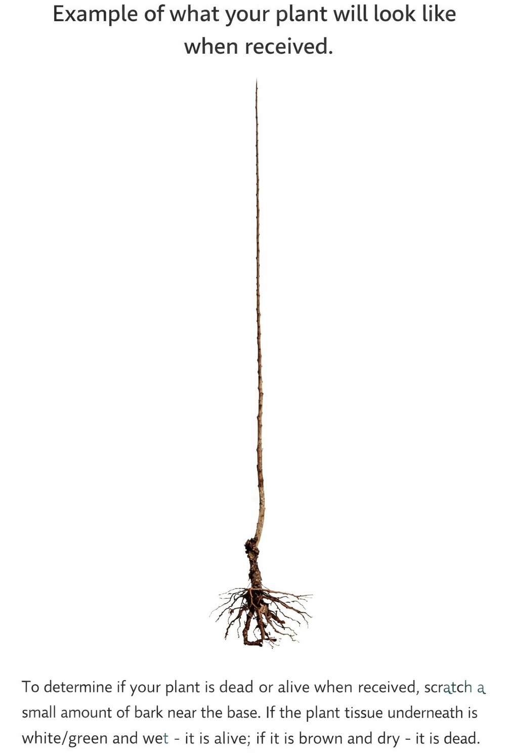 2 Chickasaw Plum Trees/Shrubs - 24-36" Tall Live Plants - Native Fruit Bushes - Prunus angustifolia - (2 Pack)