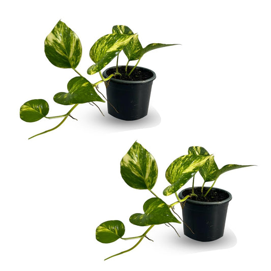 LEAL PLANTS ECUADOR Epipremnum Aureum (Pack of 2)|Golden Pothos Epipremnum Climbing Plant|Jade Epipremnum Aureum Live Houseplant| Pothos Live Plant