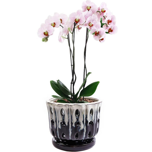 NiSevenLiving Orchid Pots with Holes Attached Saucers 6 Inches - 1 Pcs Small Ceramic Pots for Repotting, Decorative Ceramic Orchid Planter with Hole for Healthy Root Growth White Over Black