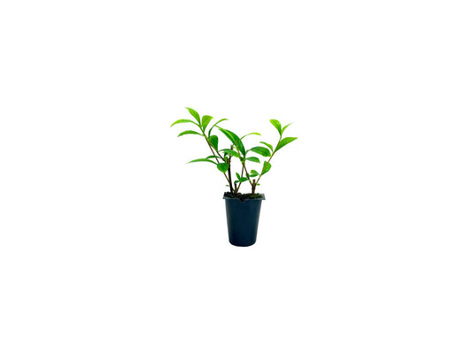 Gardenia August Beauty | 20 Live Plants | Gardenia Jasminoides | Beautiful Fragrant White Blooming Shrub