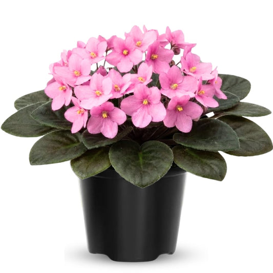 African Violet Live Plant in 4 Inch Pot, Flowering Houseplant, Easy Care Indoor Plant with Vibrant Blooms (Light Pink African Violet)