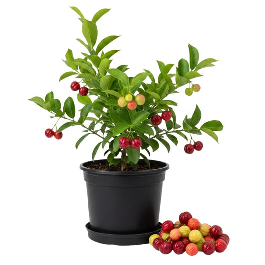 Surinam Cherry Tree Live Plants, Cherry Plant from 2 to 3 Feet Tall, Edible and Sweet Cherry Fruit Tree, 1 Gallon Pot, Easy Care for Outdoor Gardening