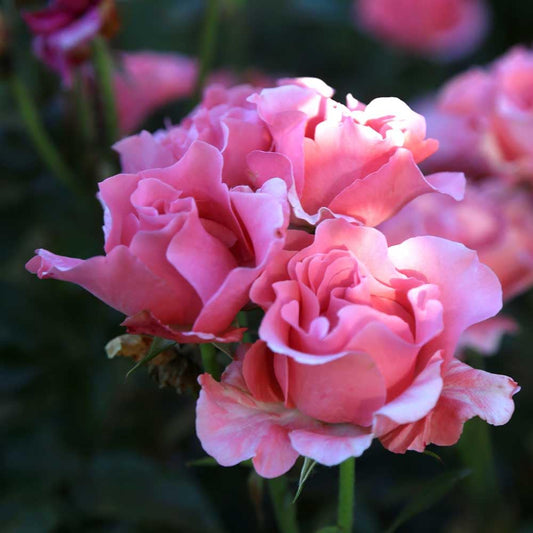 Heirloom Roses Rose Plant - Paris de Yves St. Laurent ™ Pink Rose Bush, Hybrid Tea Live Plant for Planting Outdoors