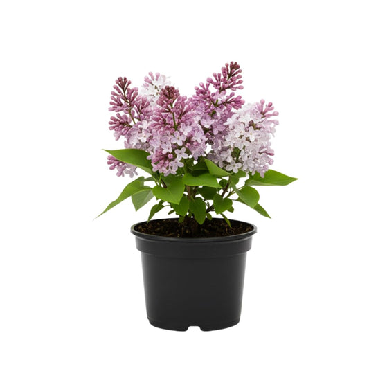 Lilac Live Shrub in Quart Pot, Vibrant Pink Blooms, Spring Fragrant Flower Bushes, Easy Grow, Outdoor Garden Planting