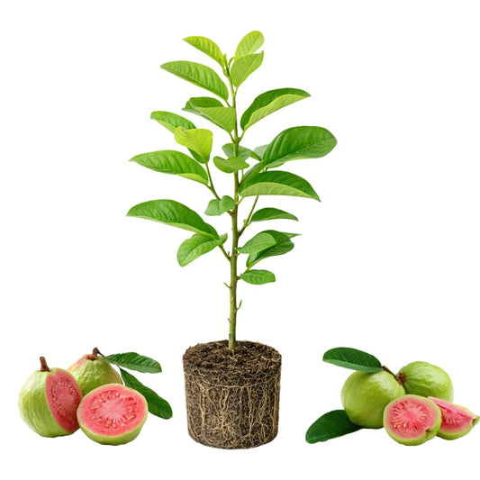 Pink Guava Tree Live Plant, 4-6 Inch Tall Guava Plant, Easy-to-Grow, Hardy, Sweet Tropical Fruit Tree for Garden & Outdoor Spaces, Ready to Grow