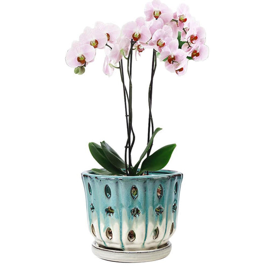 NiSevenLiving Orchid Pots with Holes Attached Saucers 6 Inches - 1 Pcs Small Ceramic Pots for Repotting, Decorative Ceramic Orchid Planter with Hole for Healthy Root Growth Green Over White