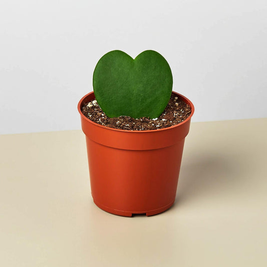 Hoya Sweetheart | Live Plant for Indoor & Outdoor | for Living Room, Office, Bathroom | (4" Pot)