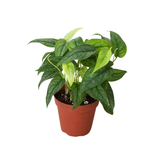 Live Philodendron Siltepecana Indoor Plant, 4-6 inch, Silver Monstera i