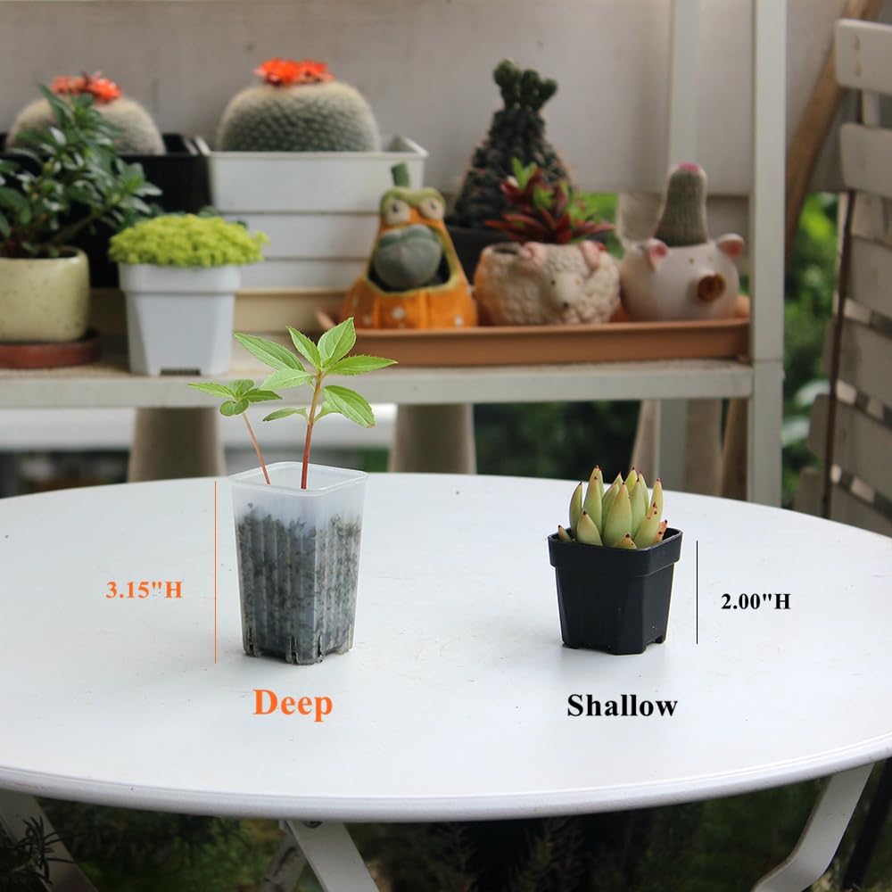 BangQiao 60 Pack 1.95 Inch Tiny Clear Plastic Square Nursery and Seedling Pot, Mini Deep Transplant Seed Starter Planter with Drain Hole for Germination, Herb, Succulent