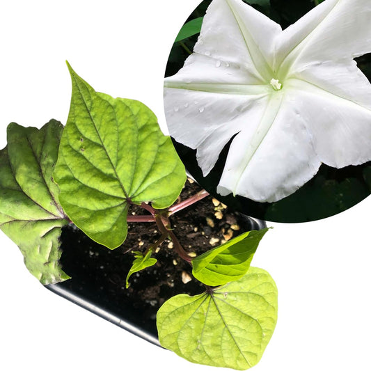 Smoke Camp Crafts Live Organic Moon Flower Plant (Ipomoea alba) in 2.5 inch Pot | Moonflower, Moonvine, Tropical White Morning Glory