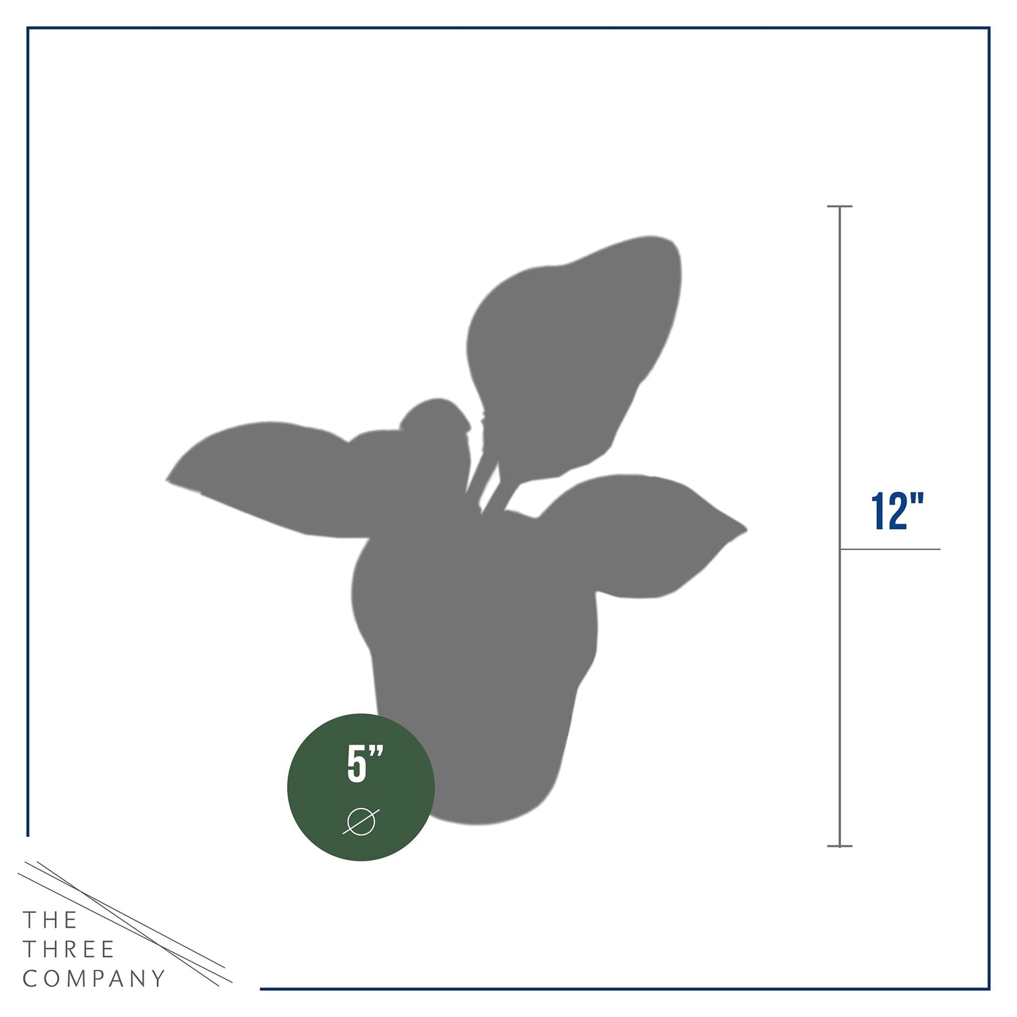 Live Perennial Hosta - Assorted Varieties (3 Plants Per Pack) Beautiful Accent Plant, 10" Tall by 4" Wide in 1 Qt Pot