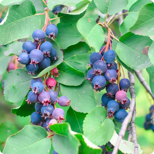 Serviceberry Plant Live 6 to 12 Inch Tall, Thornless Serviceberry Bush Live Plant Well Rooted to Grow