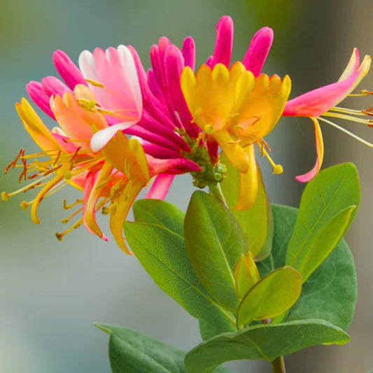 Fragrant Pink Yellow Climbing Honeysuckle Plant Live Vine, Lonicera Perennial Honeysuckle Plants 5 to 9 Inches Tall