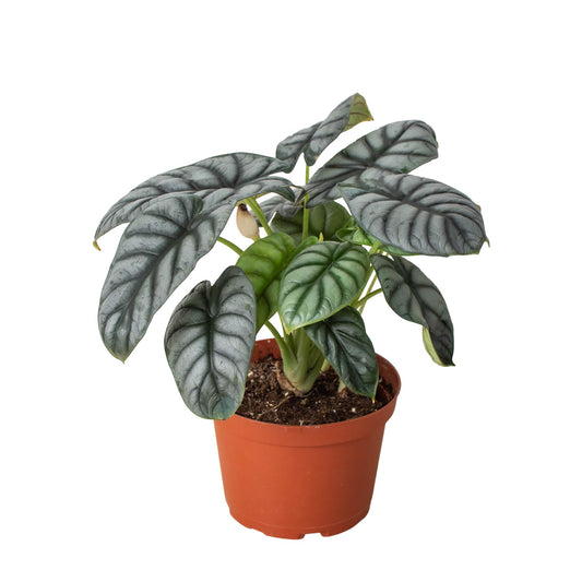 Alocasia Silver Dragon | Live Plant for Indoor & Outdoor | for Living Room, Office, Bathroom | (6" Pot)