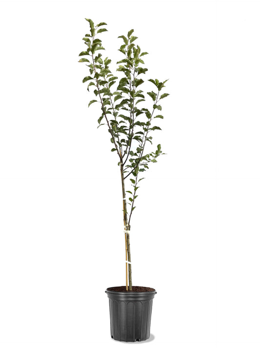 American Plant Exchange Apple Tree 'Melrose' – Live Fruit-Bearing Plant, 5-Gallon Pot, Cold-Hardy, for Home Orchards, Backyard Gardens & Edible Landscapes