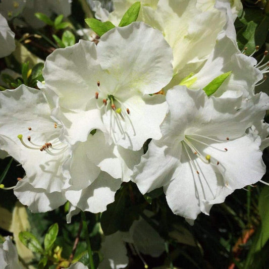 Azalea Pleasant White, 3 Gallon, Low Growing Evergreen Shrub, Part Sun, White Blooms