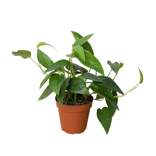 Pothos Cebu Blue | Live Plant for Indoor & Outdoor | for Living Room, Office, Bathroom | (4" Pot)