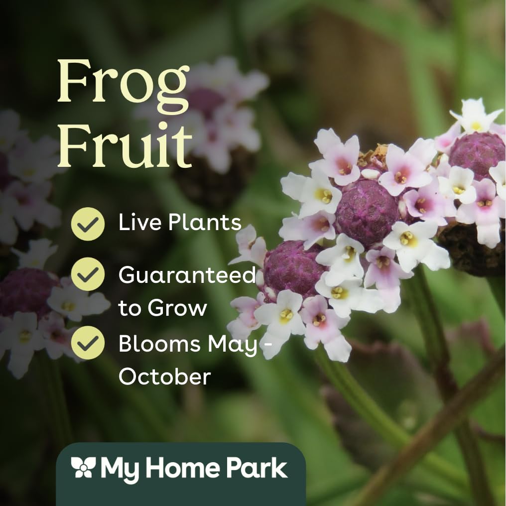 Frogfruit 32 Live Plants (Phyla nodiflora) – Native Groundcover for Pollinator Gardens & Lawn Alternative, Low Growing Perennial, Drought Tolerant, Full Sun Landscaping Plant