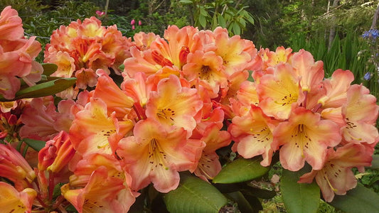 Live Plant - Honey BUTTERAzalea Rhododendron Deciduous Starter Planta Beautiful Color