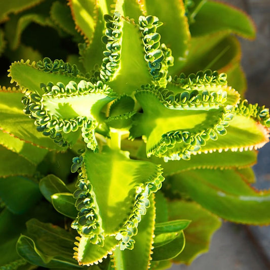 Live Kalanchoe Plant Starter, Mother of Thousands Plant Kalanchoe 4 Inch Pot, Indoor Houseplants