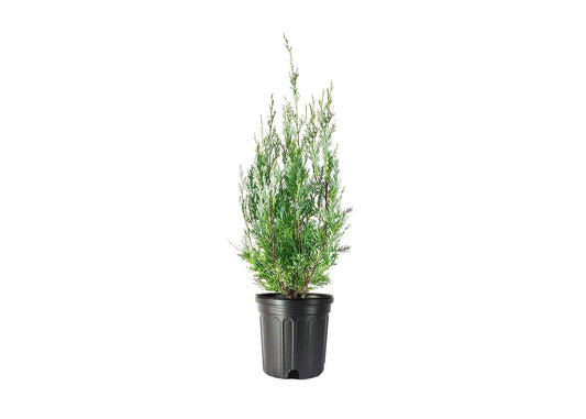Wichita Blue Juniper | 1 Live Gallon Size Tree | Juniperus Scopulorum | Evergreen Screening Hedging Plant