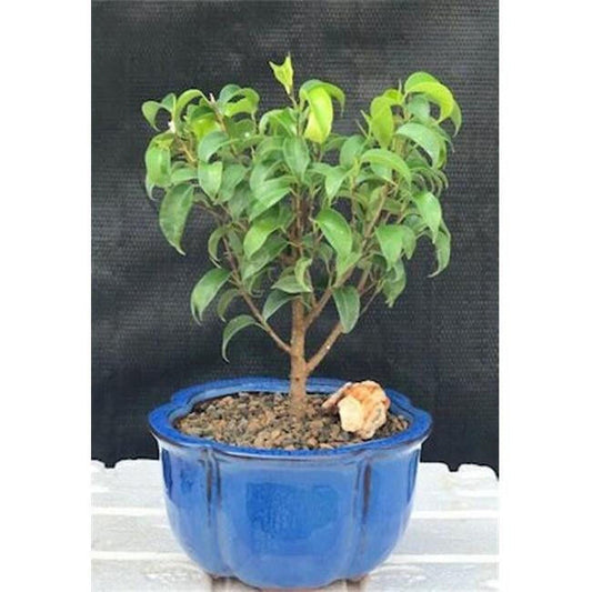 Ficus Benjamina Ficus Too Little Bonsai Tree Small