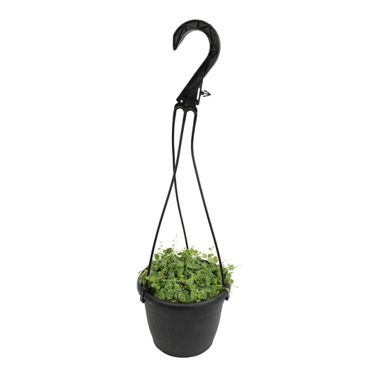 String of Turtles Live Plant Hanging Basket, Pet Friendly Live Indoor Plants, Peperomia prostrata Succulent, Real Houseplant, Non-Toxic Houseplants for Home or Office