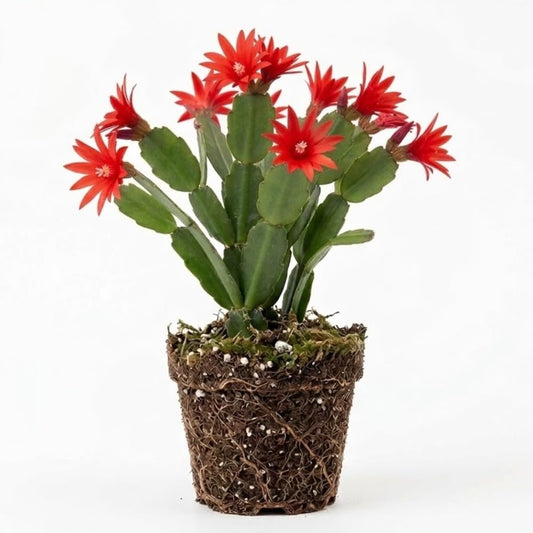 Light Red Easter Cactus Live Plant 3 Inch Tall – Flowering Indoor Holiday Cactus with Soft Red Blooms, Easy Care Easter Cactus Plants Live for Home, Office or Gift