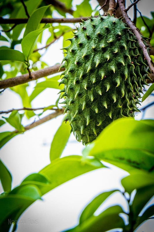 Live Plant - Soursop Live Tree 3ft