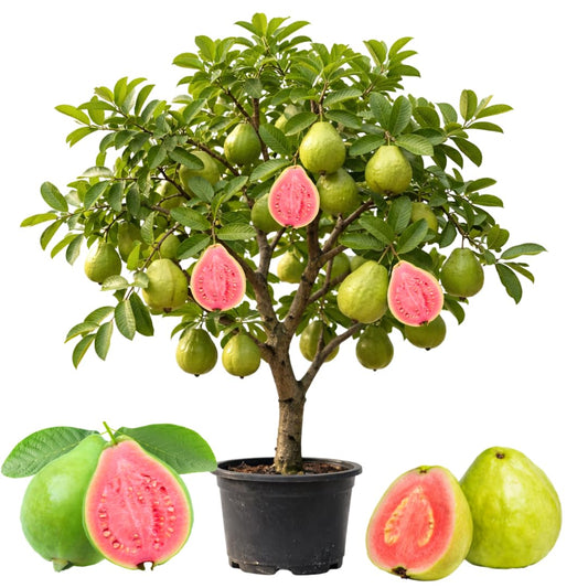 Pink Guava Plant Live, Sweet Tropical Guava Fruit Tree, 2–3 Ft Tall in 3 Gallon Pot, Ready to Grow, No Ship to CA