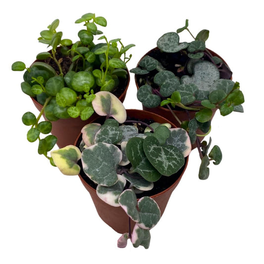 BubbleBlooms Succulent Strings Set of 3 in 2 inch pots Grower's Choice May Include Variegated String of Hearts, Turtles, Pearls, Dolphins, Frogs, or Needles