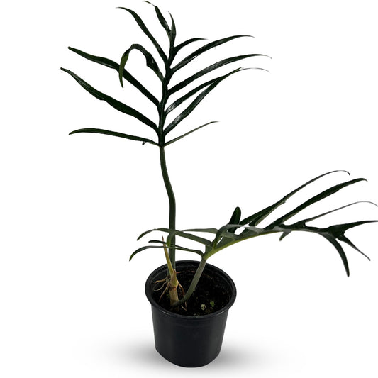 LEAL PLANTS ECUADOR Philodendron Tortum Giant | Natural Décor Plant | Philodendron Tortum Mature Indoor Green House Plant