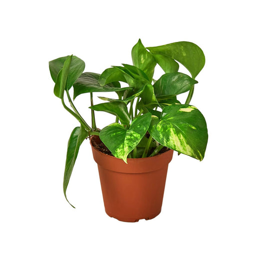 Golden Pothos Indoor Plant, Live Epipremnum Aureum in 4 Inch Pot, Variegated Green Leaves