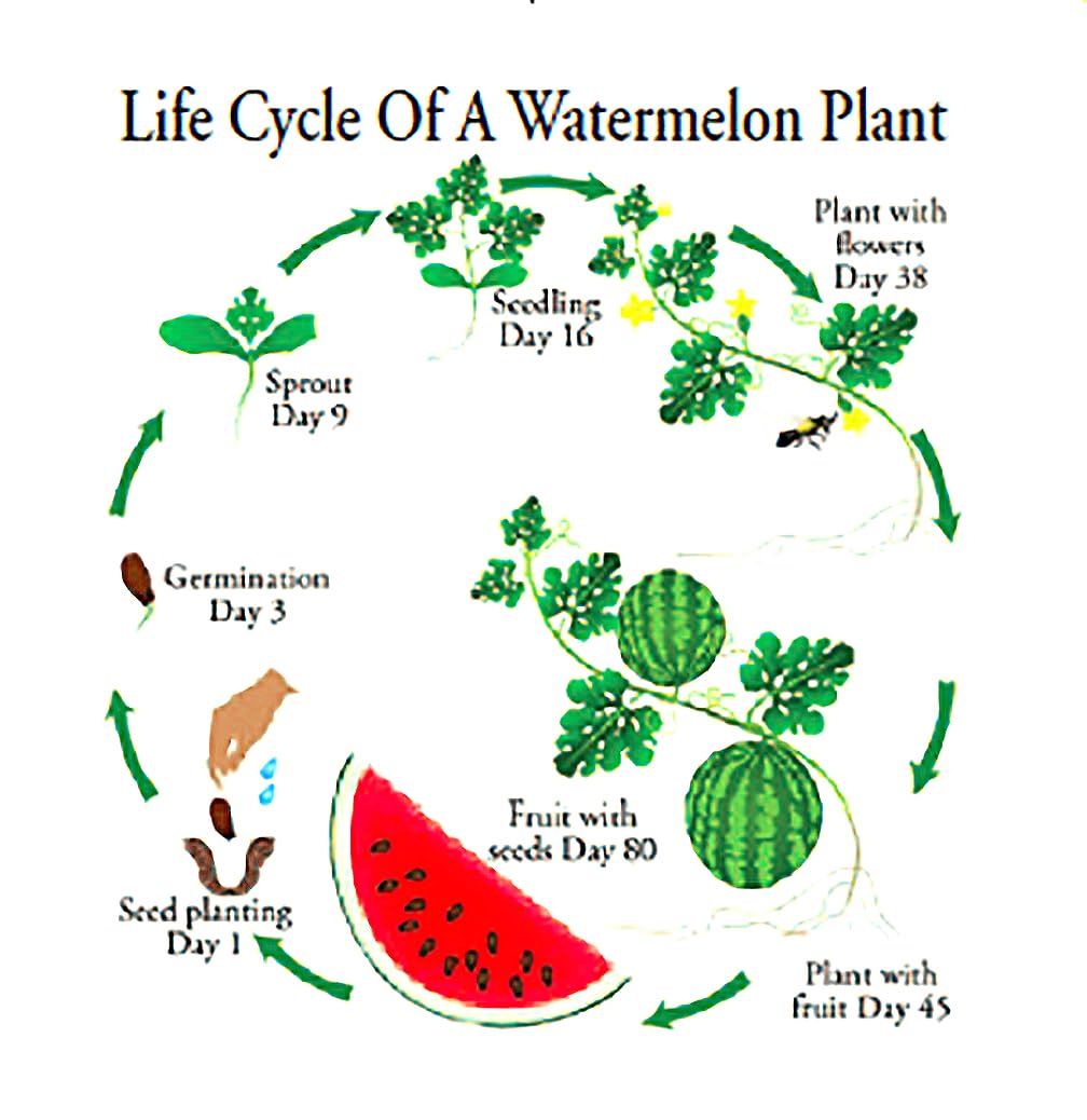 Georgia Rattlesnake Watermelon Seeds - Large Heirloom Watermelon