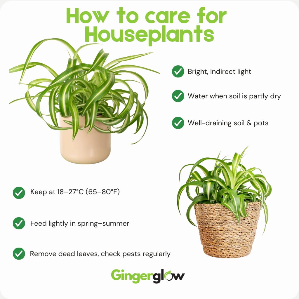 Curly Spider Plant Live in 2 Inch Pot, Live Spider Plants Indoor, Air-Purifying, Low Maintenance, Perfect for Home and Office Décor, Easy Care Starter Plants