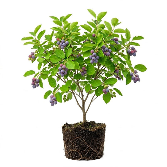 Serviceberry Tree Live Plant, Serviceberry Plant, 4-8 Inc Tall, Edible Juneberry Plants for Indoor Outdoor Growing