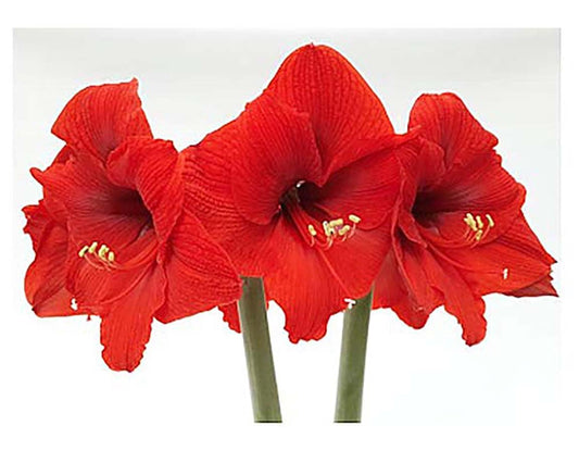 Huge Red Lion Amaryllis 36 cm.| Bare Root Bulb | 2-3 Stalks with Bold Red Flowers | Ideal for Indoor & Outdoor Planting | Stunning Floral Display
