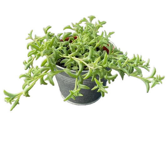 Sprout N Green String of Dolphins with 4" Vintage Metal Pot, Live Succulent Plant Fully Rooted in Pots with Soil, Rare House Plant for Home Office Wedding Decoration DIY Projects Party