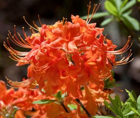 Live Plant - Tom Dodd Jraromi Azalea Rhododendron Deciduous Small Starter Plant