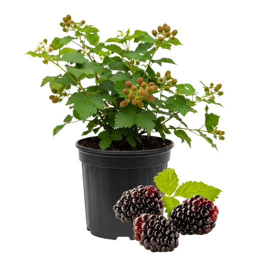 Set 2 Thornless Boysenberry Plants, Sweet Boysenberry Plants for Planting, 4 to 6 Inches Tall, High Yielding Berries for Indoor Outdoor Garden