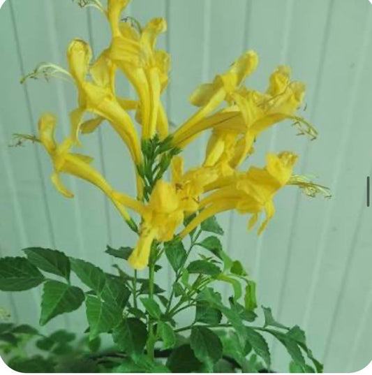 Live Plant - Cape Town Yellow Tecomariasmall Rooted Starter Planthummingbird Heaven
