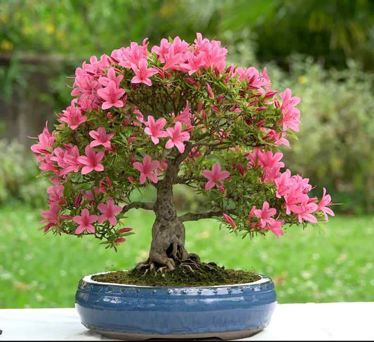 Live Plant - Hampton Beauty (Bonsai) Azalea